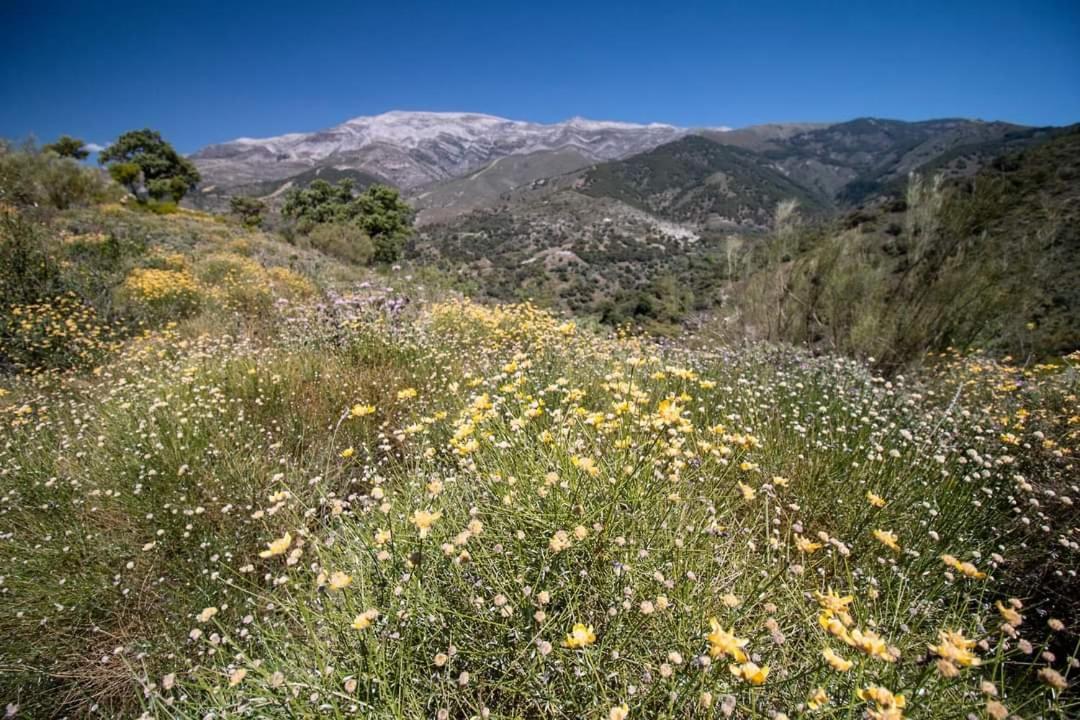 Finca El Almendro Archez Ngoại thất bức ảnh